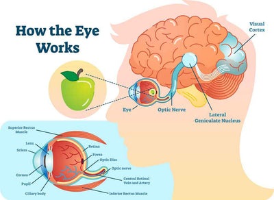 The Anatomy Of The Eye And How It Works